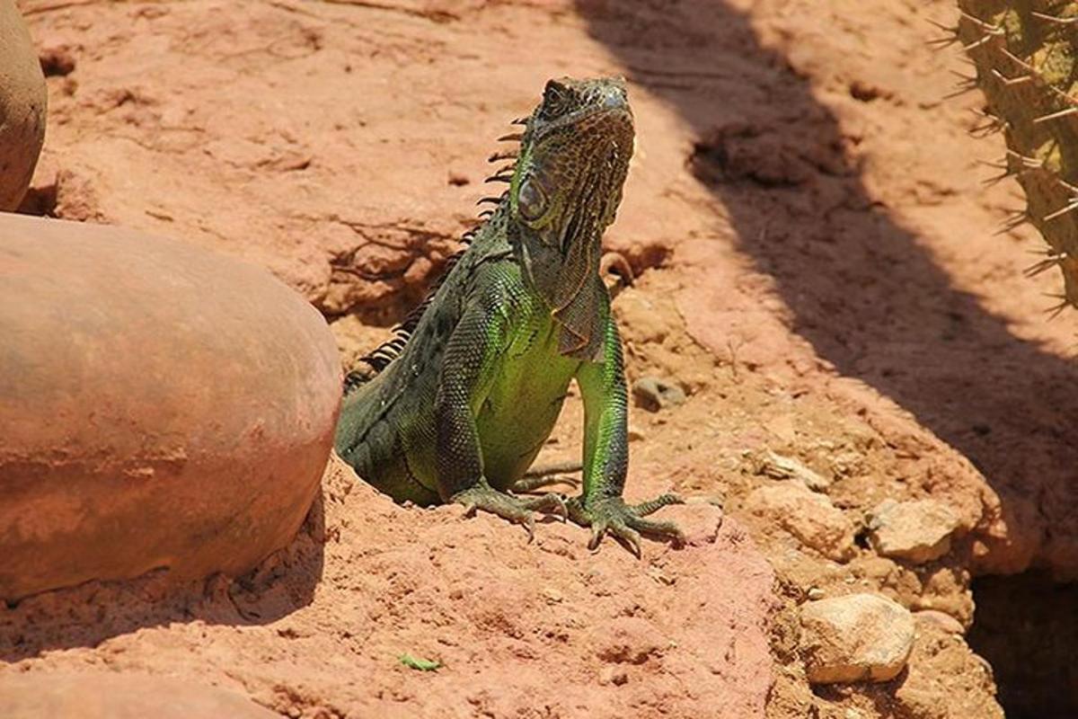 a green lizard is sitting on the ground