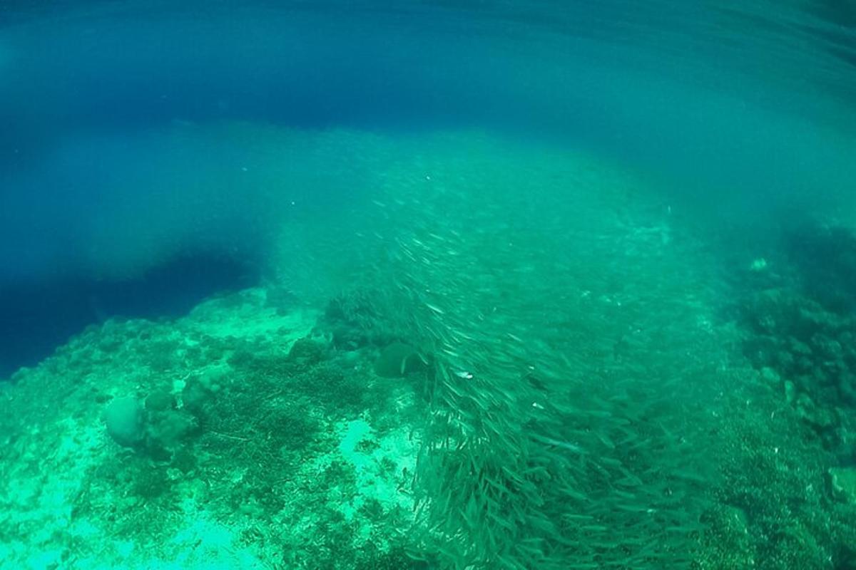 um grupo de peixes nadando no oceano