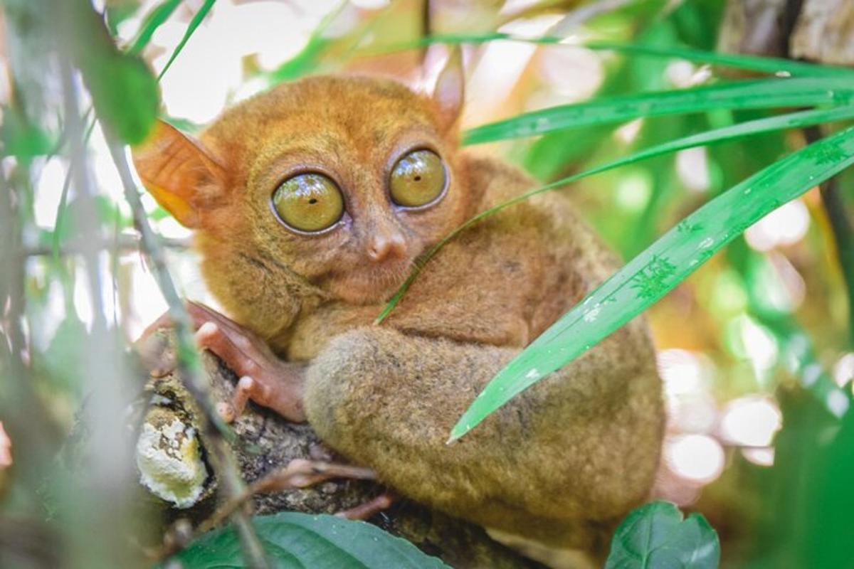 um macaco está sentado em uma árvore