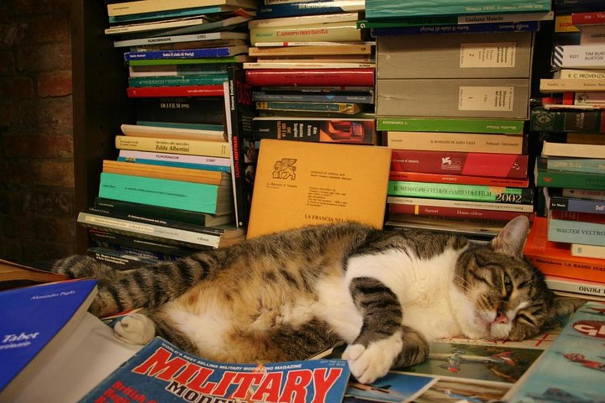 一只猫躺在一堆书上