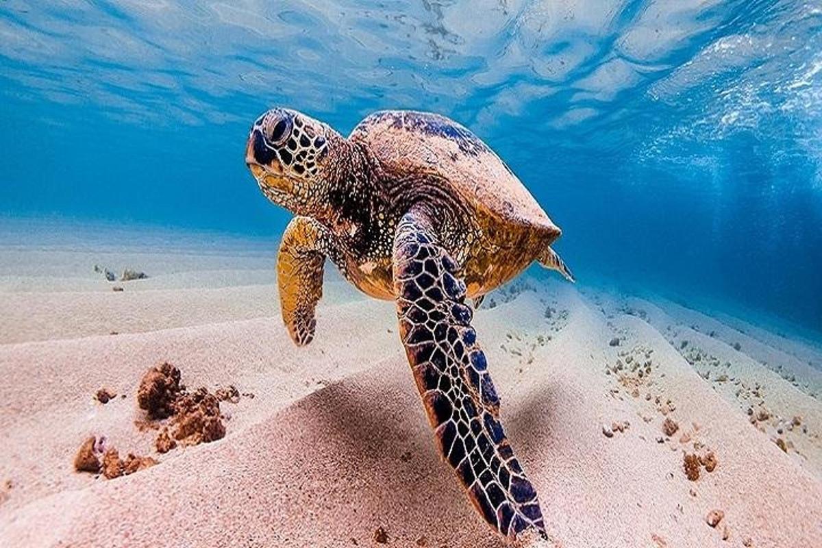 Μια πράσινη θαλάσσια χελώνα κολυμπά στην παραλία