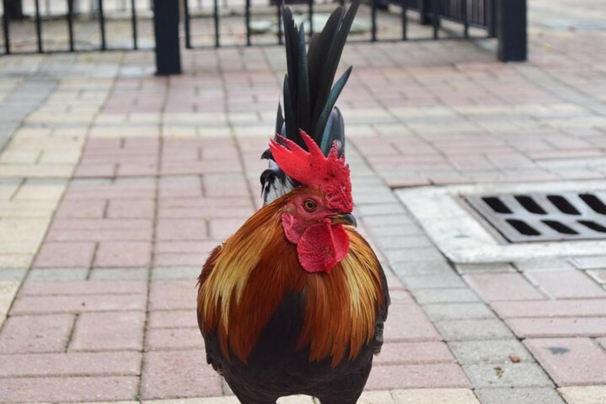 petelin, ki stoji na opečnatem pločniku s svojim petjem