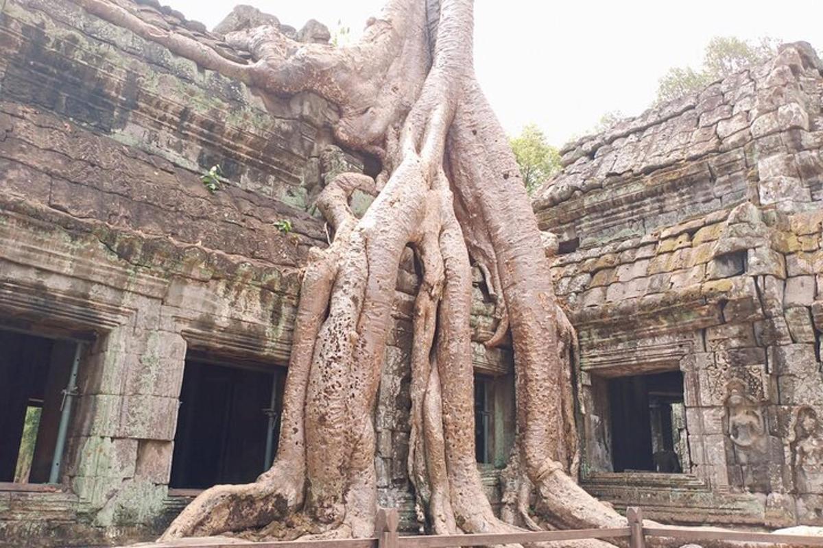 un grande albero che cresce sul lato di un edificio