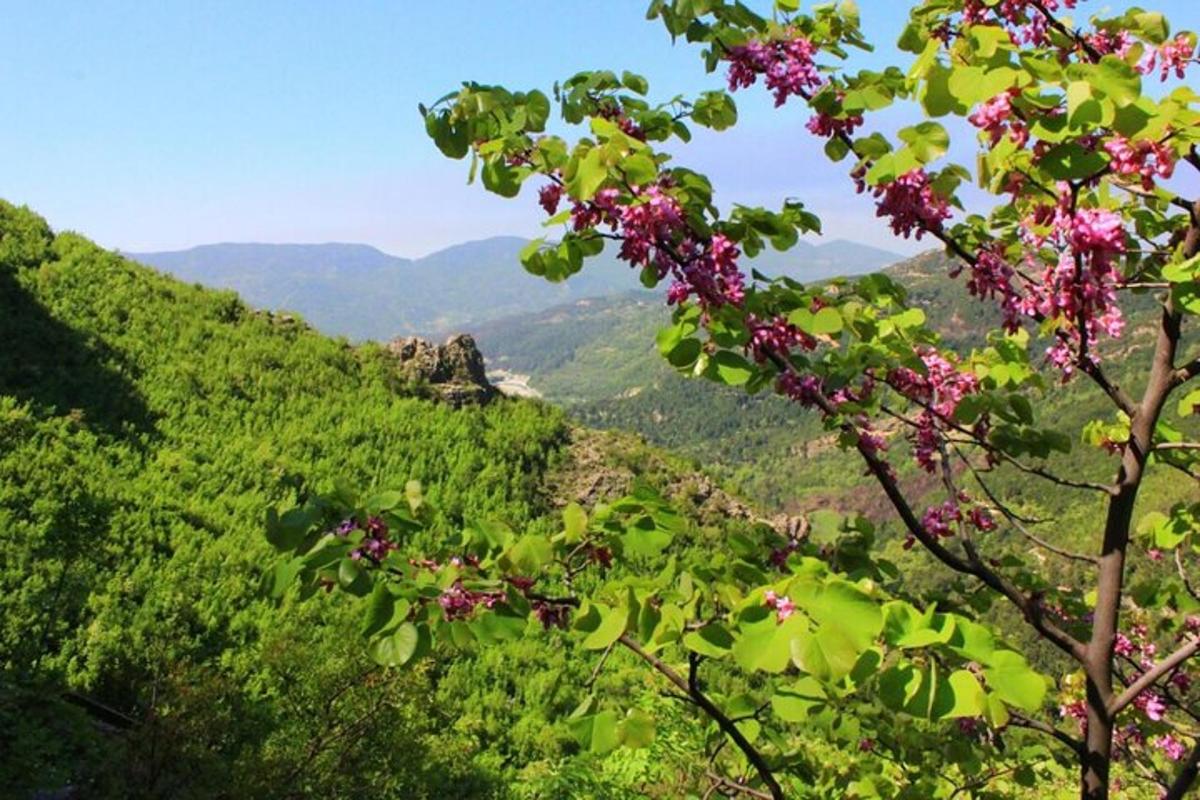 una vista di una valle di montagna con un albero con fiori rosa