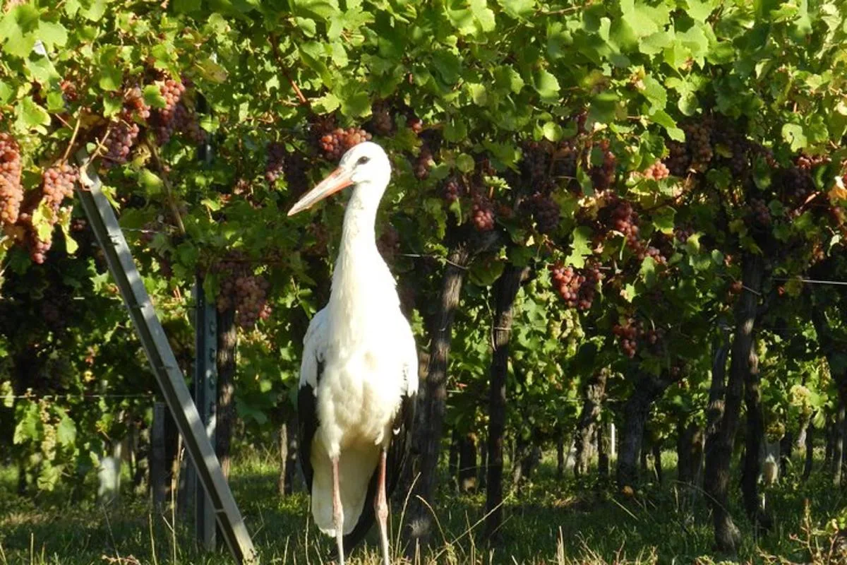 Tour ICONICS : 1/2 Journée sur la Route des vins, visite de 2 Villages+Dégust. – photo 6