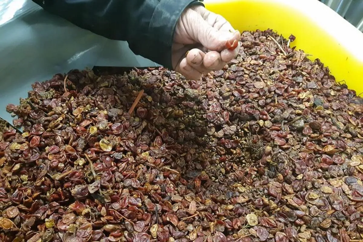 Tour ICONICS : 1/2 Journée sur la Route des vins, visite de 2 Villages+Dégust. – photo 8