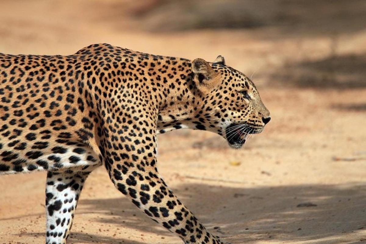 un guepard caminant per terra a la brutícia
