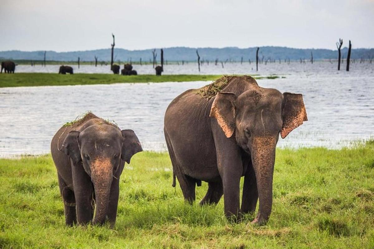deux éléphants debout dans l'herbe près d'un plan d'eau