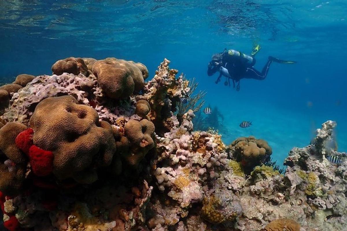 a person swimming in the ocean near a coral reef