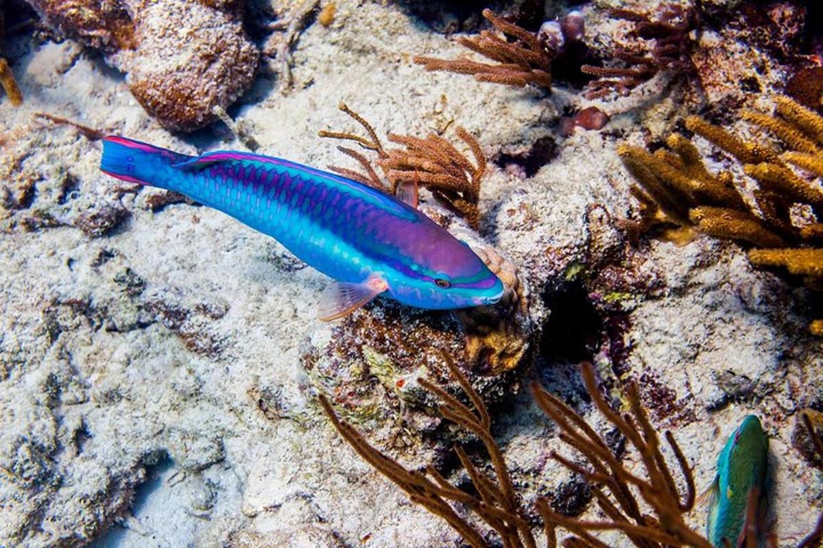 a blue fish sitting on a rock in the ocean