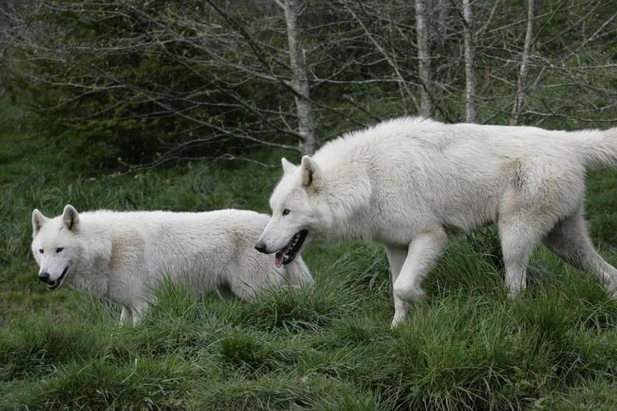 two white wolves walking in a field of grass