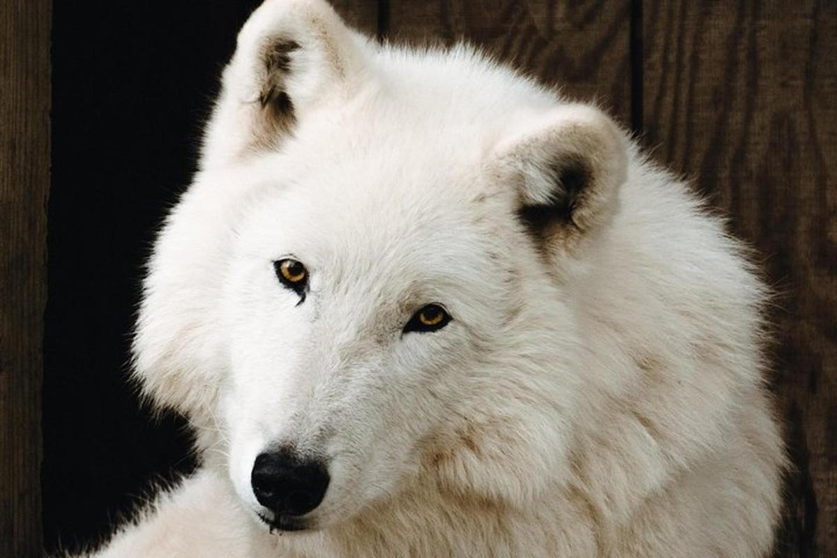 a white polar bear is looking at the camera