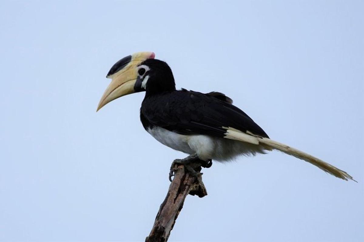 un uccello con un lungo becco seduto su un ramo