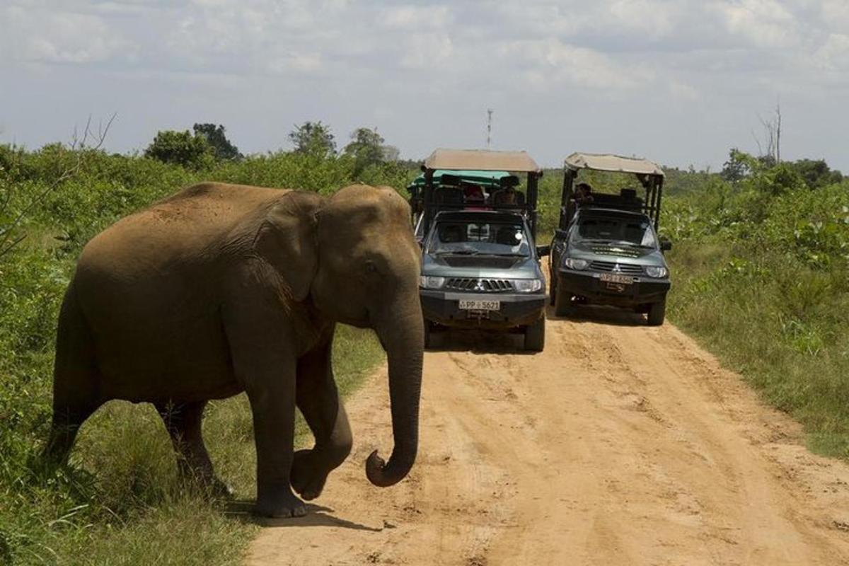 een olifant die over een onverharde weg met auto's loopt