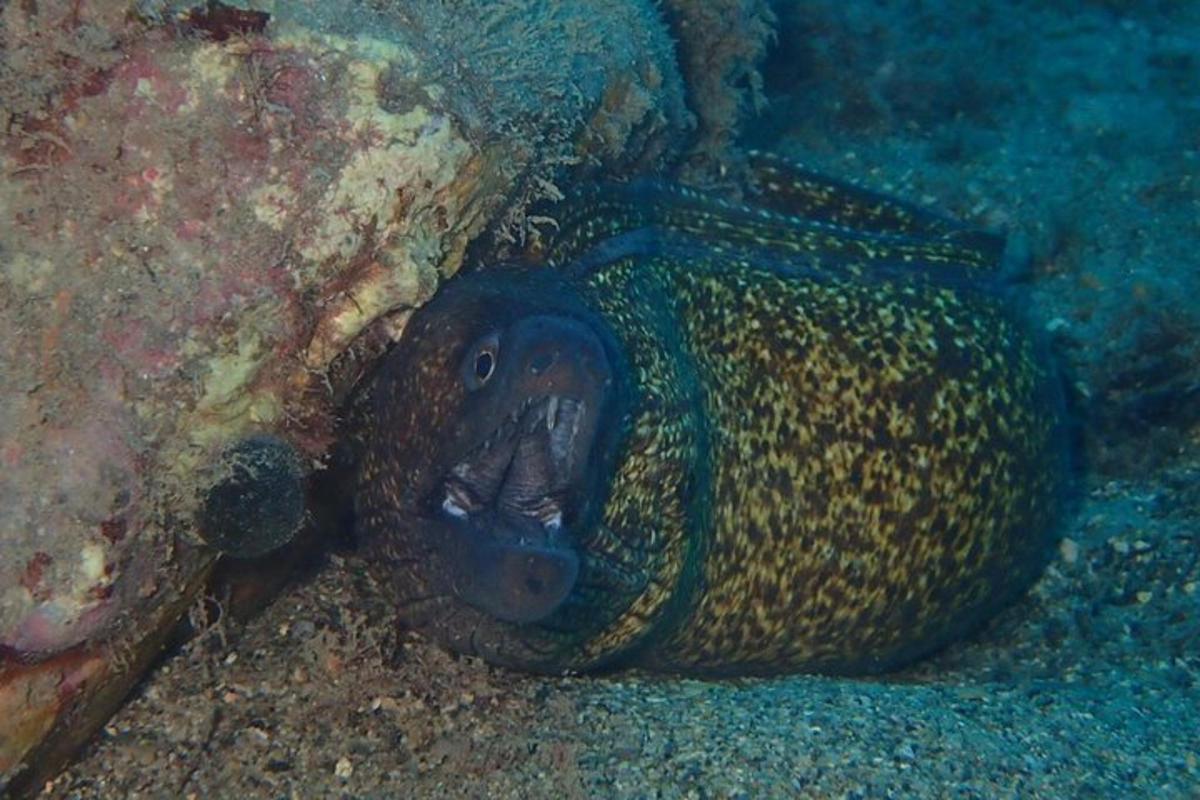 un pesce con la bocca aperta nell'oceano