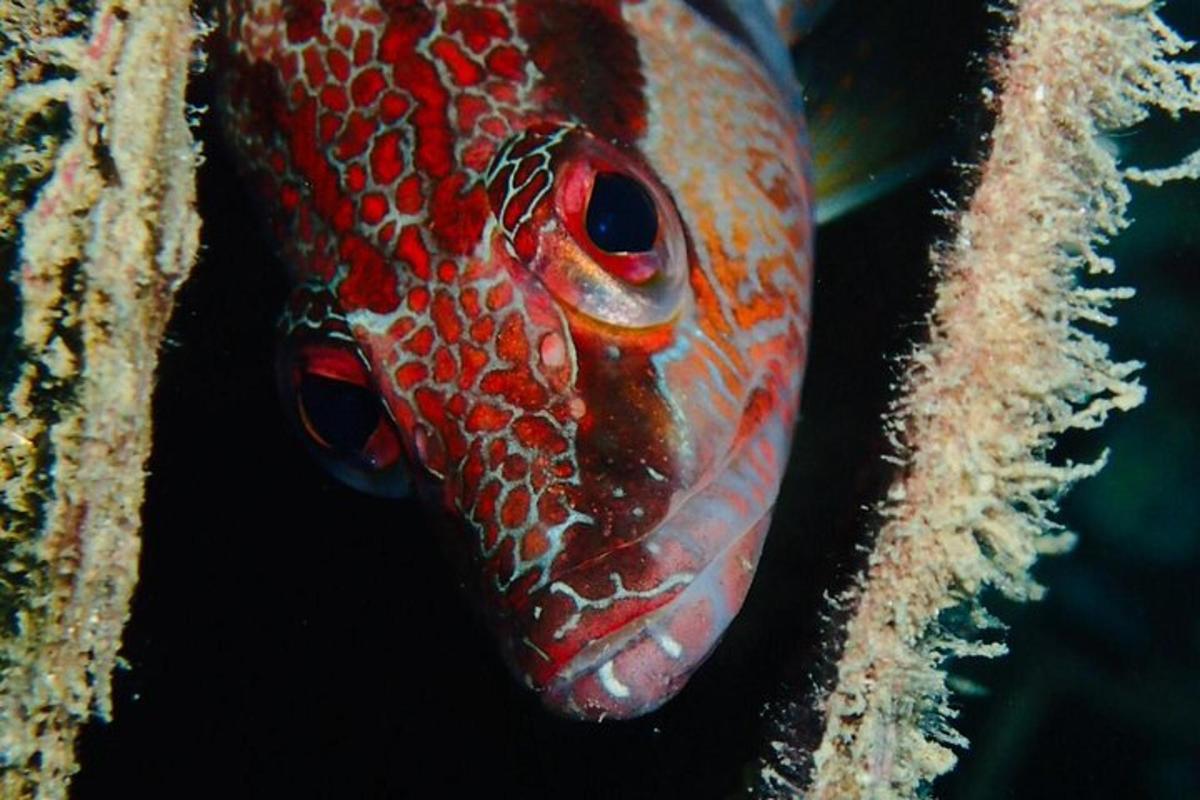 un primo piano di un pesce rosso e arancione