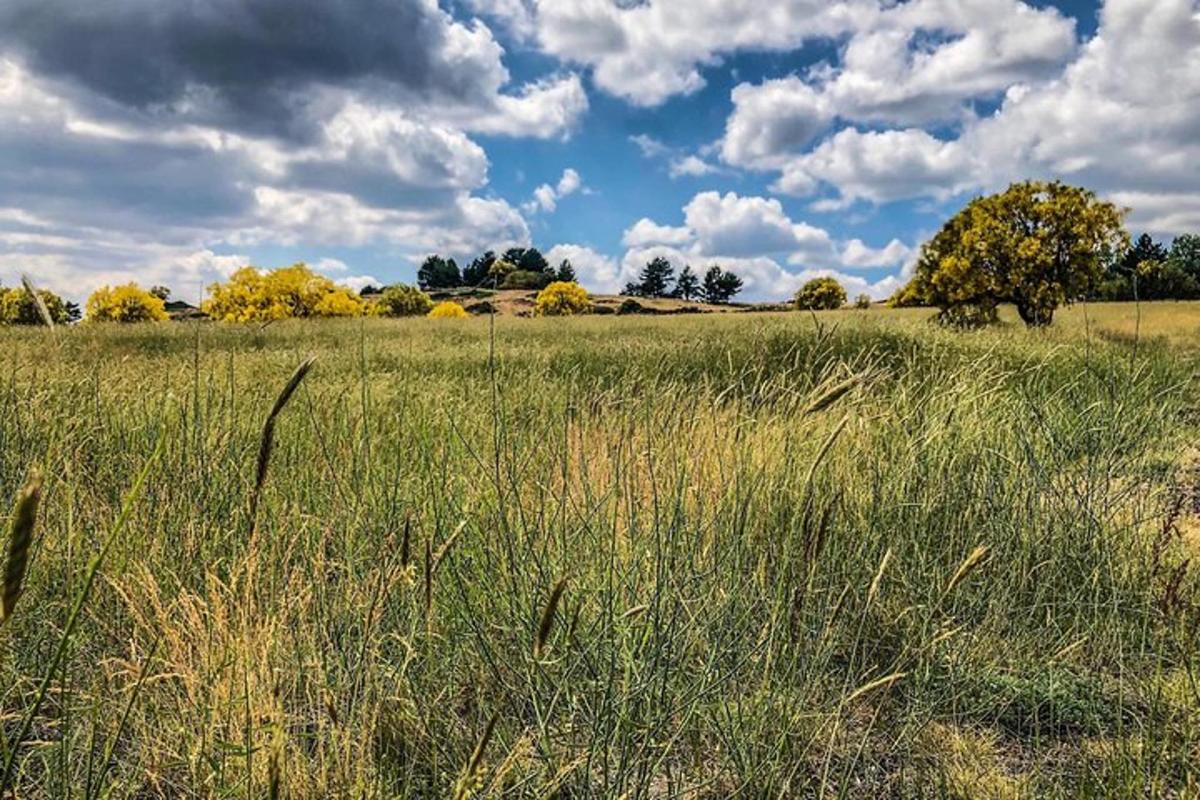 a field of tall grass with trees in the background