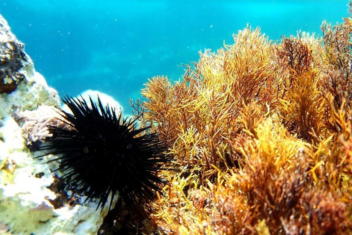 un leone marino sulla barriera corallina