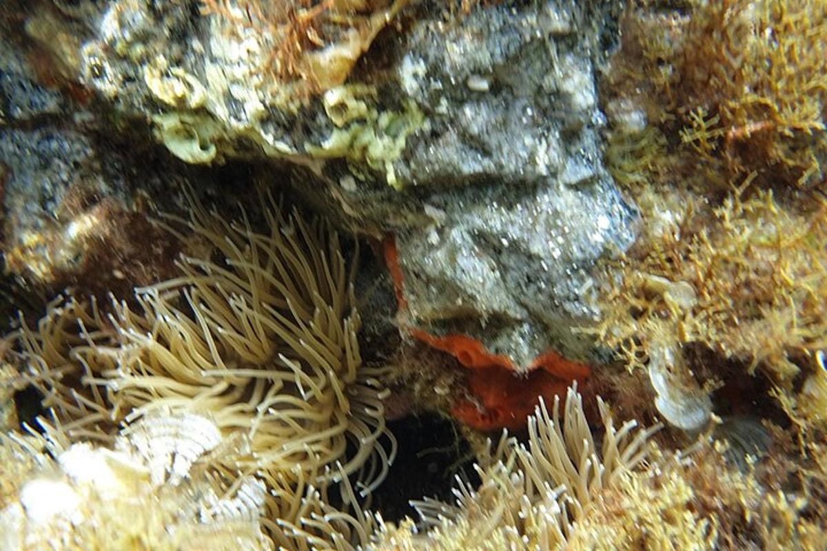 un'anemostrizione di un anemostroferoferoferoferoferoferofo di mare