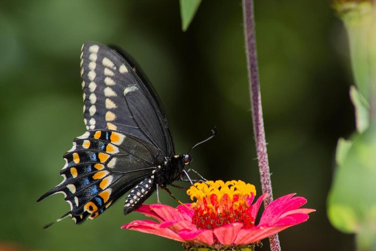 a butterfly is sitting on a pink flower