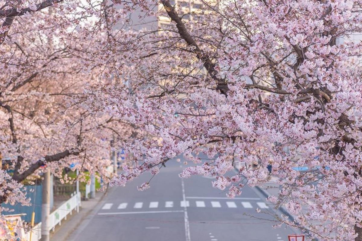 a tree filled with pink cherry blossoms on a street