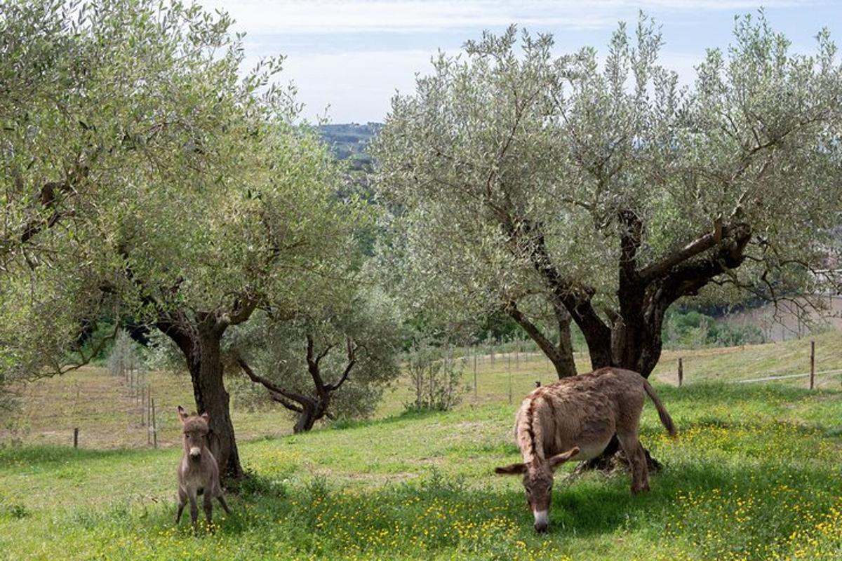 Dos animales pastando en un campo con árboles