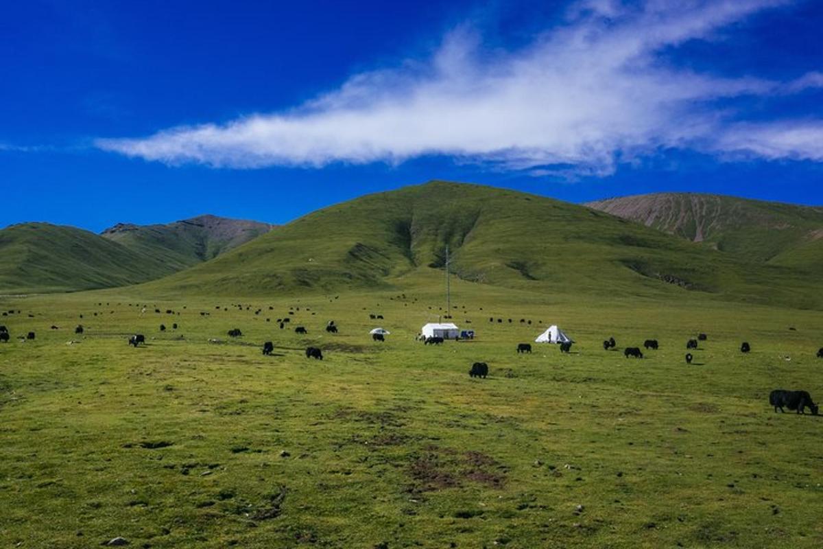 a herd of animals grazing in a field with mountains