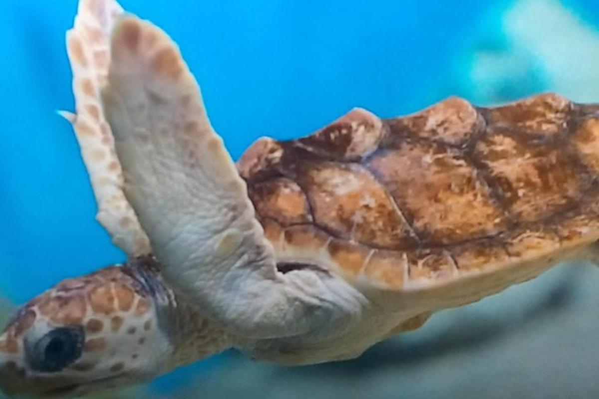 a turtle with its mouth open on its back