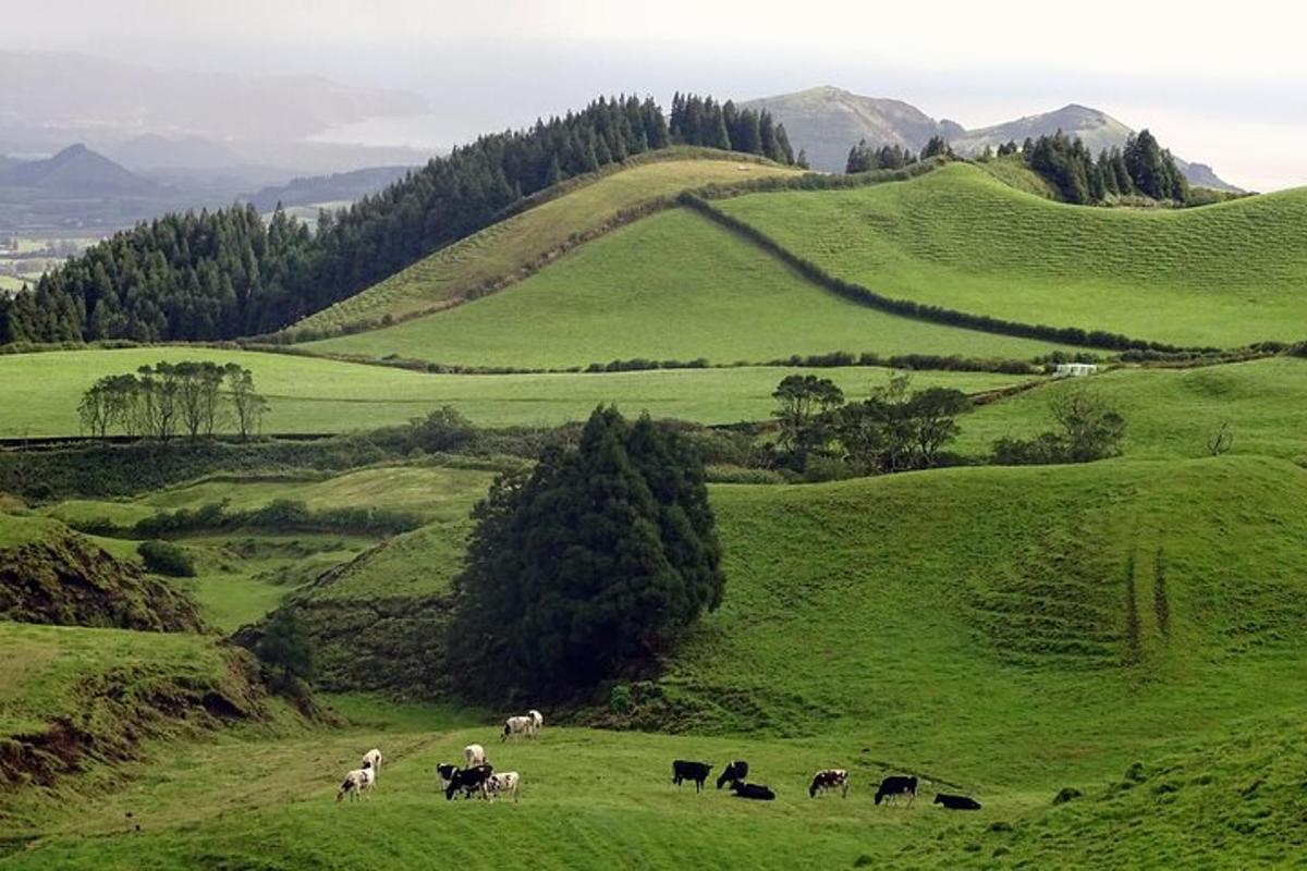 a herd of cows grazing in a green field