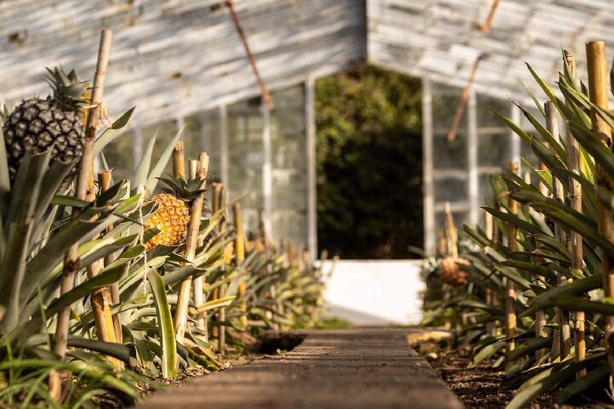 a garden with pineapples in a greenhouse