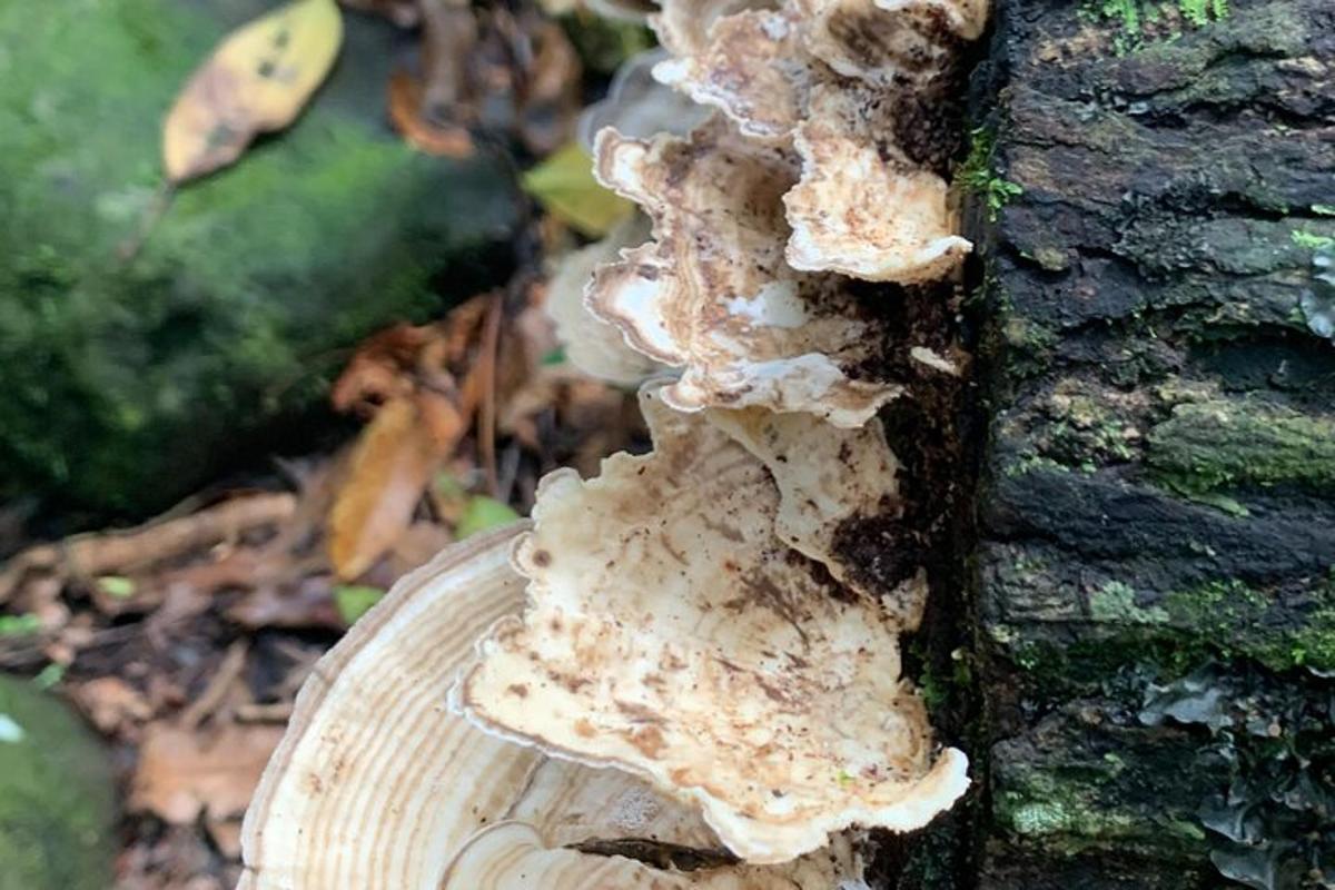 a fungus growing on the side of a tree