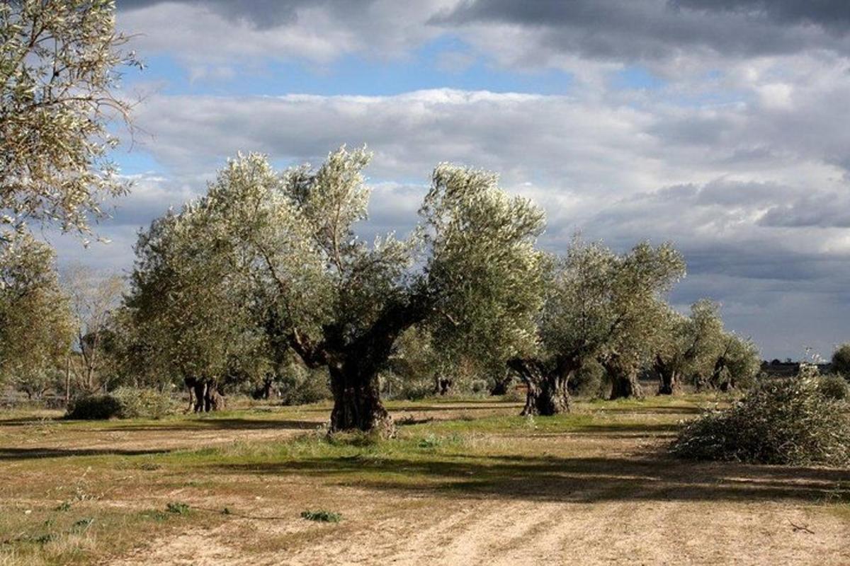 a group of olive trees in a field