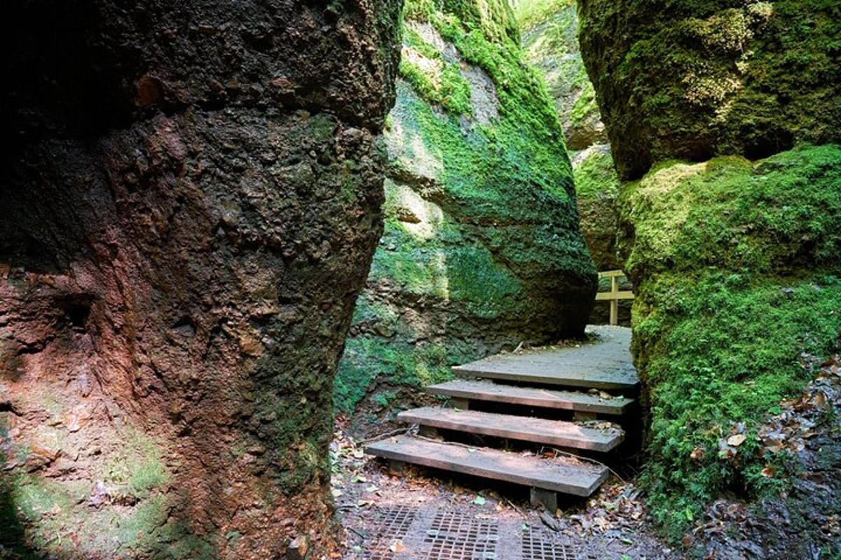 a set of stairs in a cave with a tree