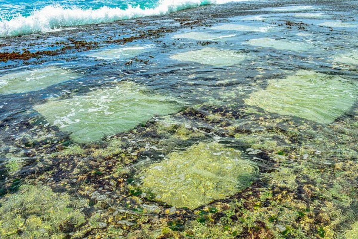 uma praia cheia de água com algas e ondas