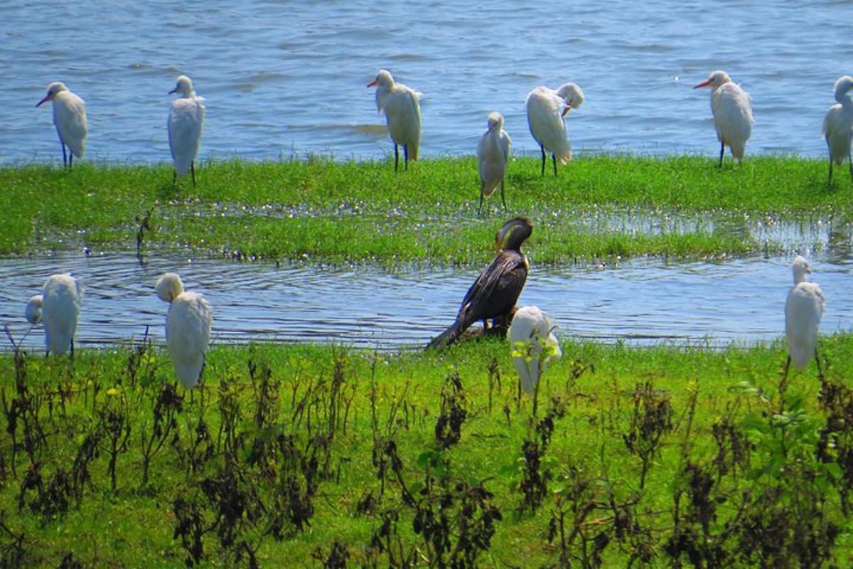 een zwerm vogels die in het gras bij het water staat