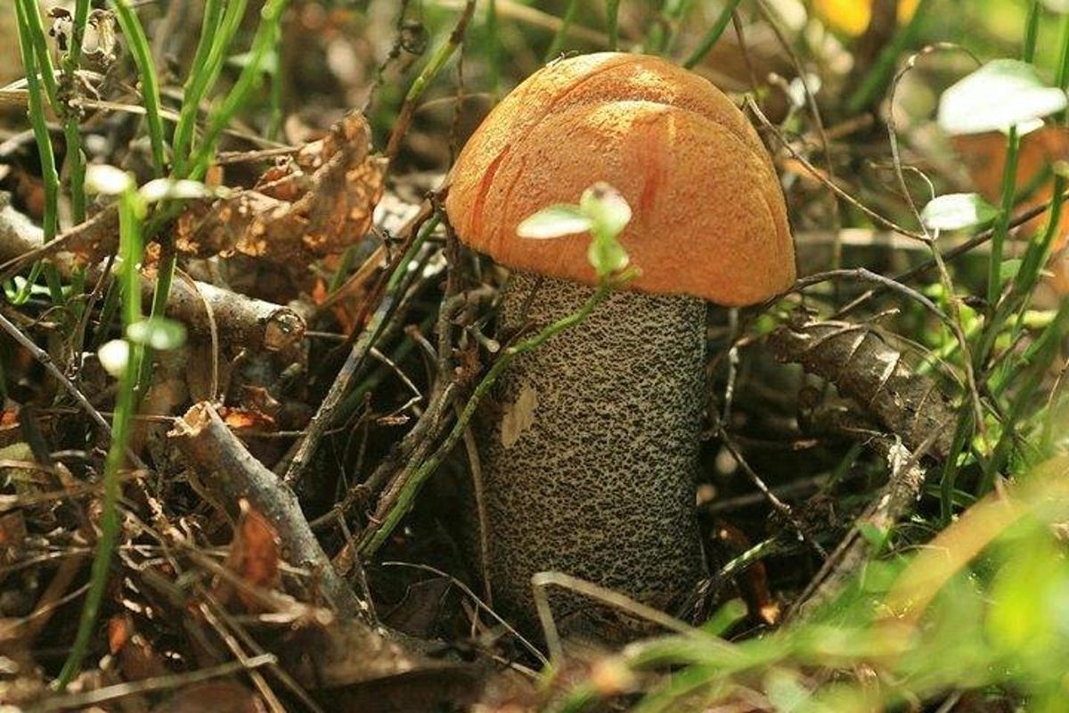 a brown mushroom is growing in the grass