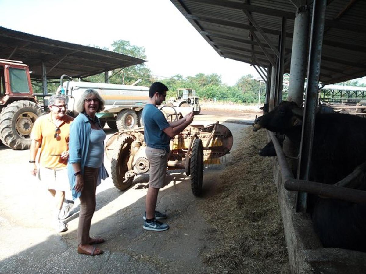 sekelompok orang yang berdiri di samping seekor sapi
