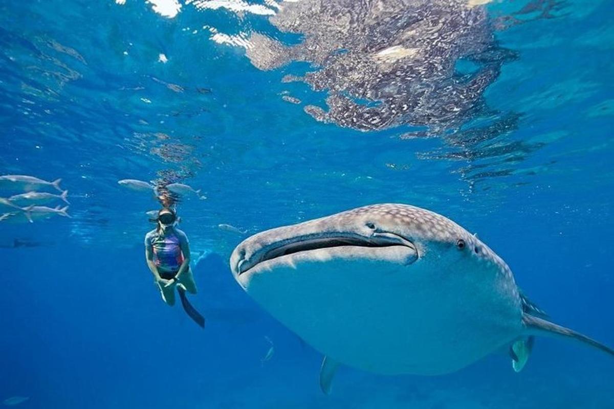 un delfino in acqua accanto a un sub