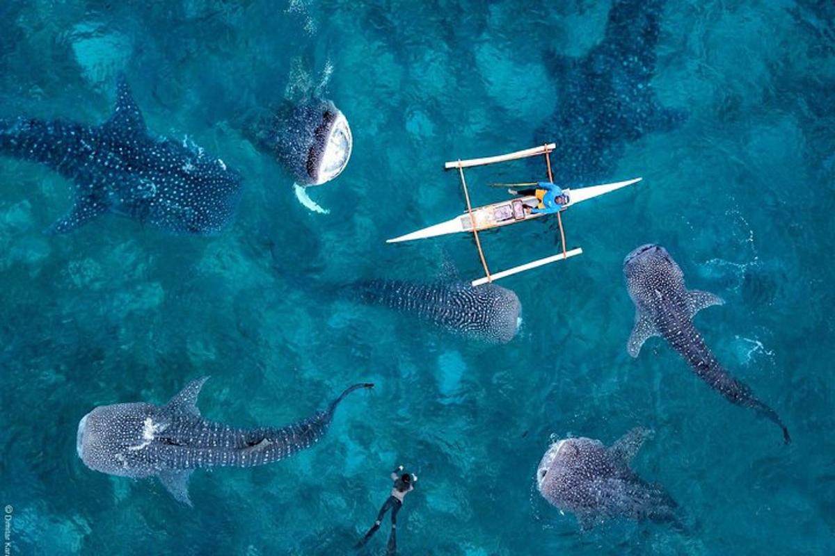 una persona su una tavola da surf in acqua con gli squali
