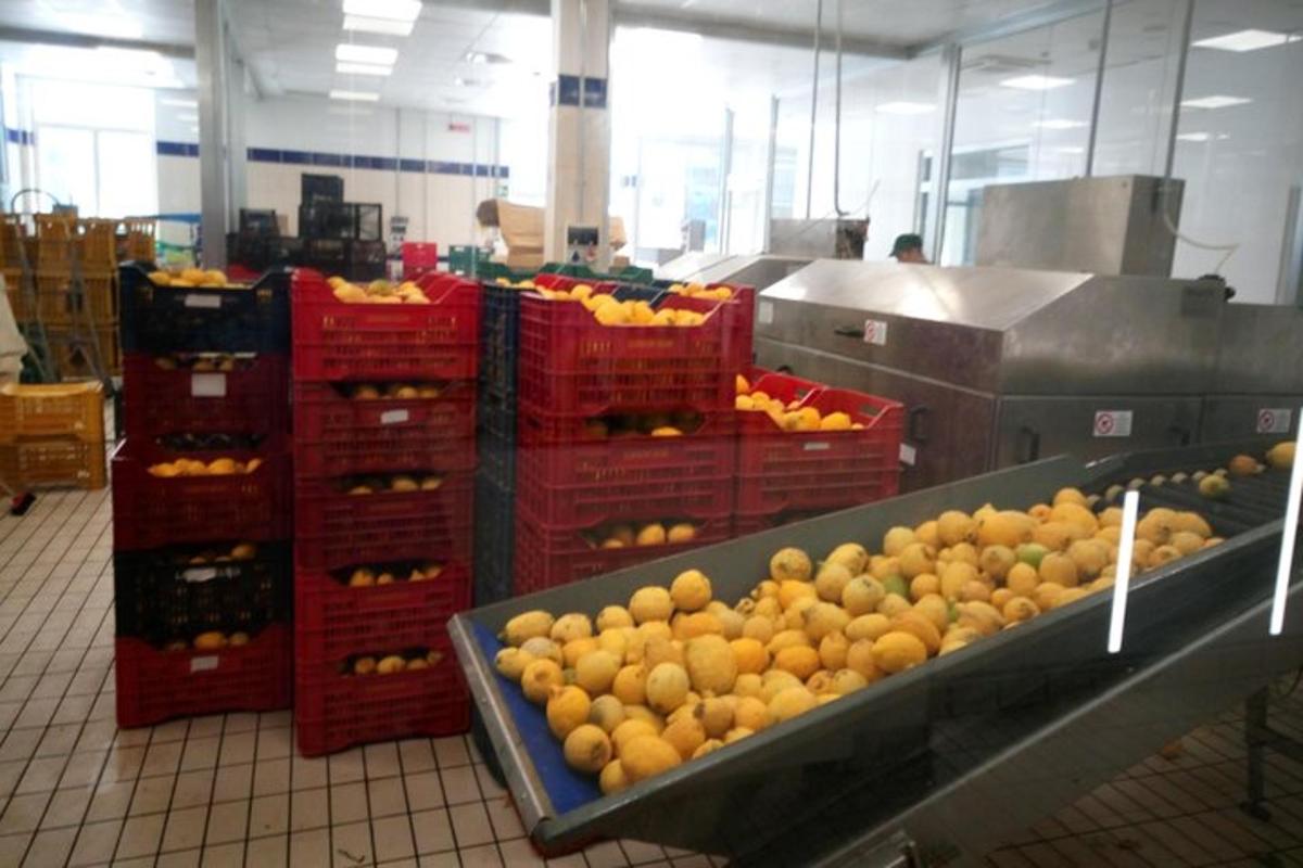 un reparto ortofrutta di un negozio con arance e altra frutta