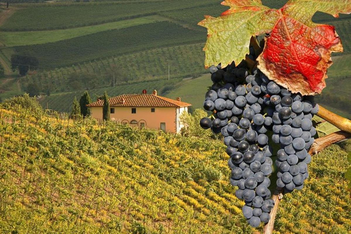 Un racimo de uvas en una colina con una casa al fondo