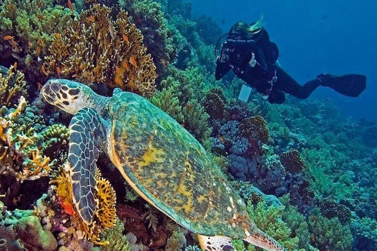 una tortuga en un escull amb un bussejador a l'aigua