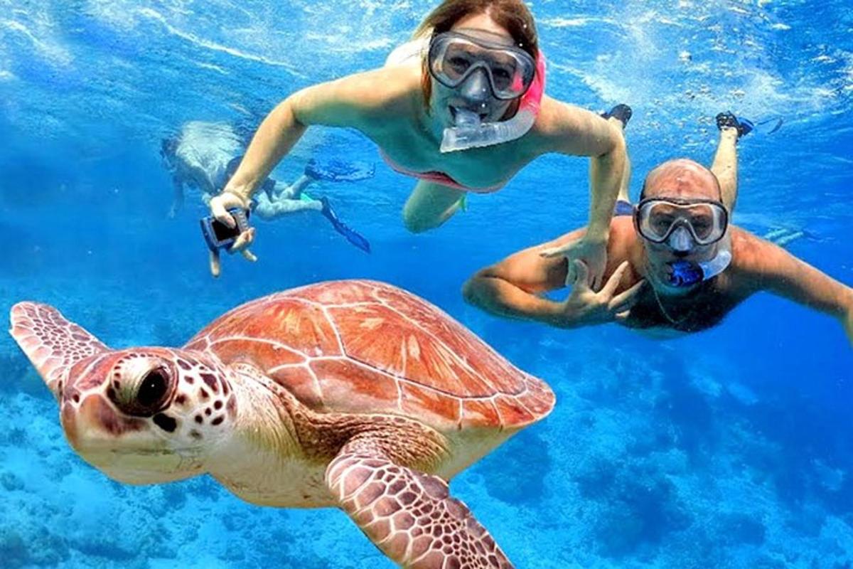两个人和一只海龟在水中