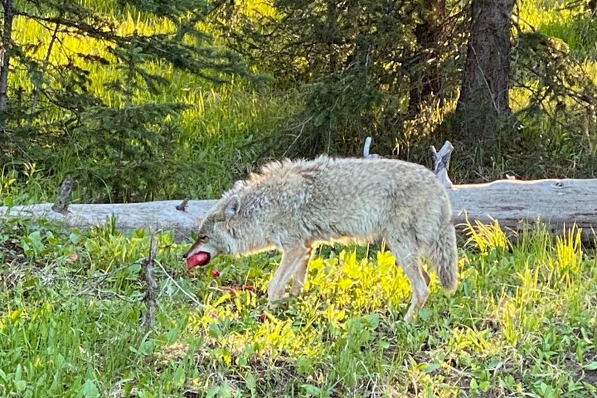 a wolf walking in the grass in a field