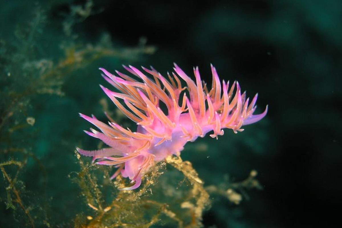 un anemropheropheropheropheropheropheropherophe del mare rosa