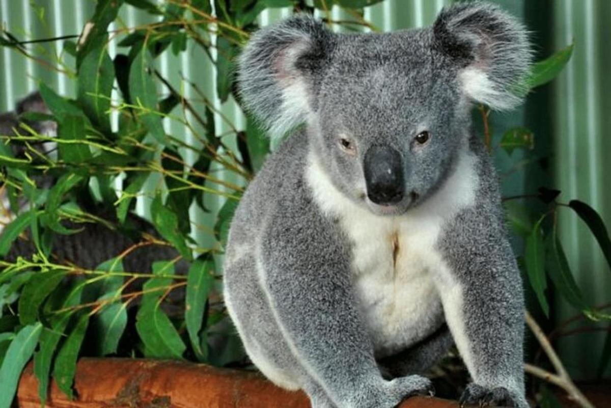egy koala ül egy növény tetején