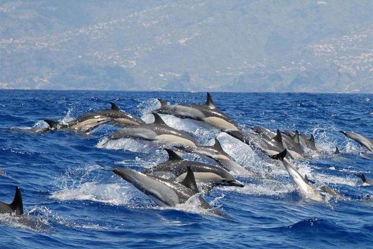 a group of dolphins swimming in the ocean