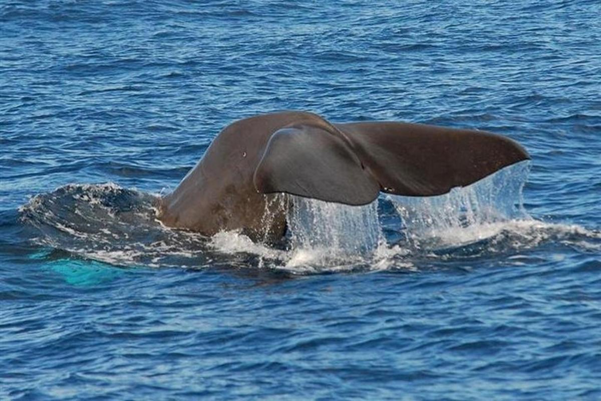 a dolphin swimming in the water