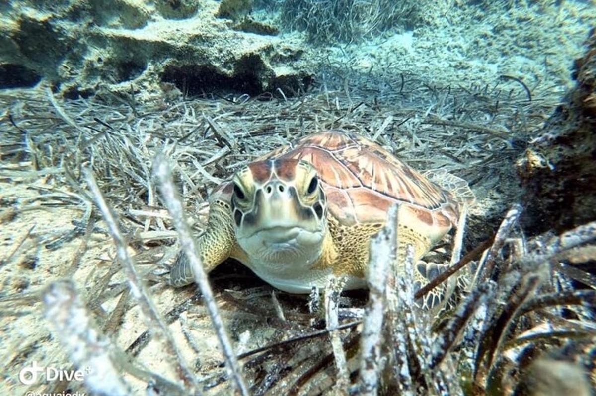 una tartaruga marina è sdraiata sull'erba
