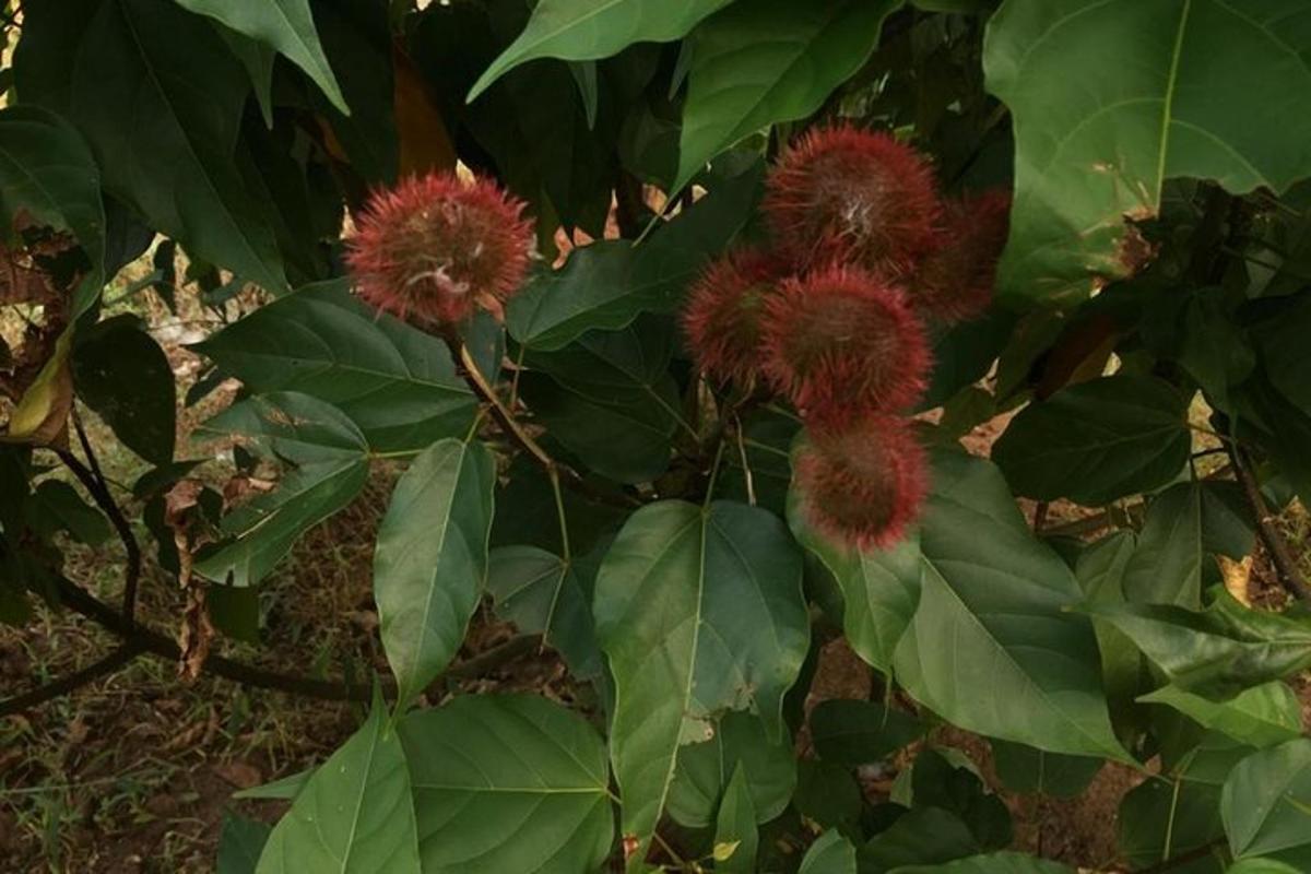 un albero con fiori rossi e foglie verdi